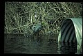 10611-00096-Herons.jpg
