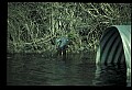 10611-00097-Herons.jpg