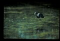 10611-00098-Herons.jpg