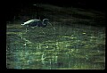 10611-00099-Herons.jpg