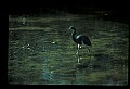 10611-00100-Herons.jpg