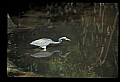 10611-00101-Herons.jpg