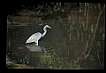 10611-00102-Herons.jpg