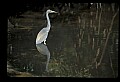 10611-00103-Herons.jpg