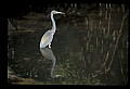 10611-00104-Herons.jpg