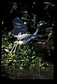 10611-00105-Herons.jpg