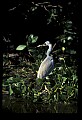 10611-00106-Herons.jpg