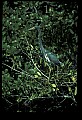 10611-00107-Herons.jpg
