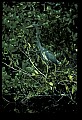10611-00108-Herons.jpg