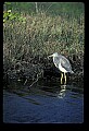 10611-00109-Herons.jpg