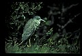 10611-00110-Herons.jpg