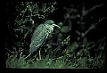 10611-00111-Herons.jpg