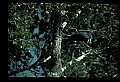 10611-00112-Herons.jpg