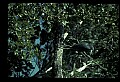 10611-00113-Herons.jpg