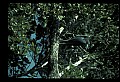 10611-00114-Herons.jpg