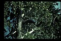 10611-00115-Herons.jpg