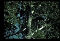 10611-00116-Herons.jpg