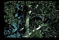 10611-00117-Herons.jpg