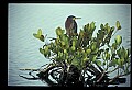 10611-00122-Herons.jpg