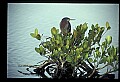 10611-00124-Herons.jpg