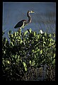 10611-00126-Herons.jpg