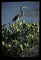 10611-00127-Herons.jpg