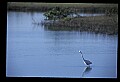 10611-00128-Herons.jpg