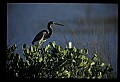 10611-00129-Herons.jpg