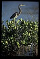 10611-00130-Herons.jpg