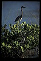 10611-00132-Herons.jpg