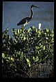 10611-00133-Herons.jpg
