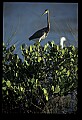 10611-00134-Herons.jpg