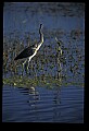 10611-00135-Herons.jpg