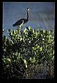 10611-00136-Herons.jpg