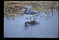 10611-00137-Herons.jpg