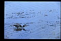 10611-00138-Herons.jpg