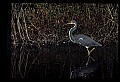 10611-00139-Herons.jpg