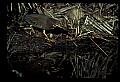 10611-00141-Herons.jpg