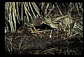 10611-00142-Herons.jpg