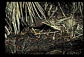 10611-00143-Herons.jpg