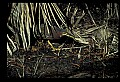 10611-00144-Herons.jpg