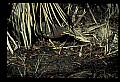 10611-00145-Herons.jpg