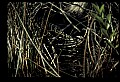 10611-00146-Herons.jpg