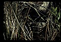 10611-00147-Herons.jpg