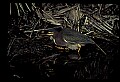 10611-00148-Herons.jpg