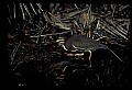 10611-00149-Herons.jpg