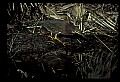 10611-00150-Herons.jpg