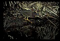 10611-00151-Herons.jpg