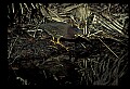 10611-00152-Herons.jpg