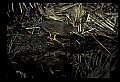 10611-00153-Herons.jpg